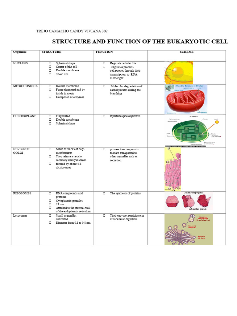 Structure and Function of The Eukaryotic Cell | PDF | Cell (Biology ...