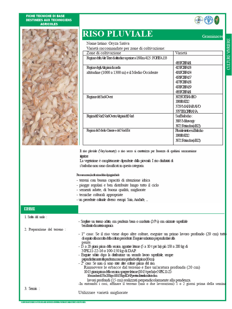 Riso Pluviale | PDF