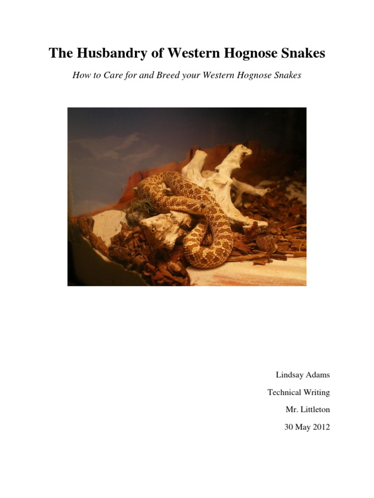 Picture Idea: Western Hognose Snake Care Breeding Guide Pdf Snake