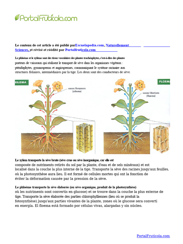 Phloème et xylème transport de sève PDF Tension superficielle — free download