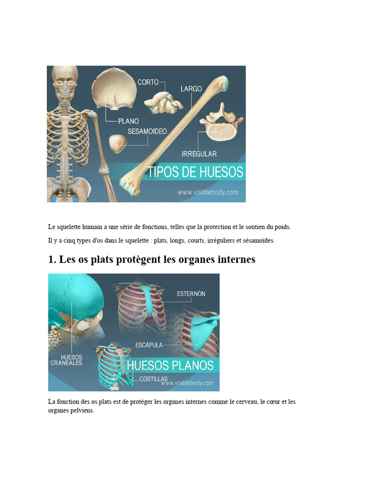 Fonctions et types d'os du squelette humain | PDF | Appareil locomoteur ...