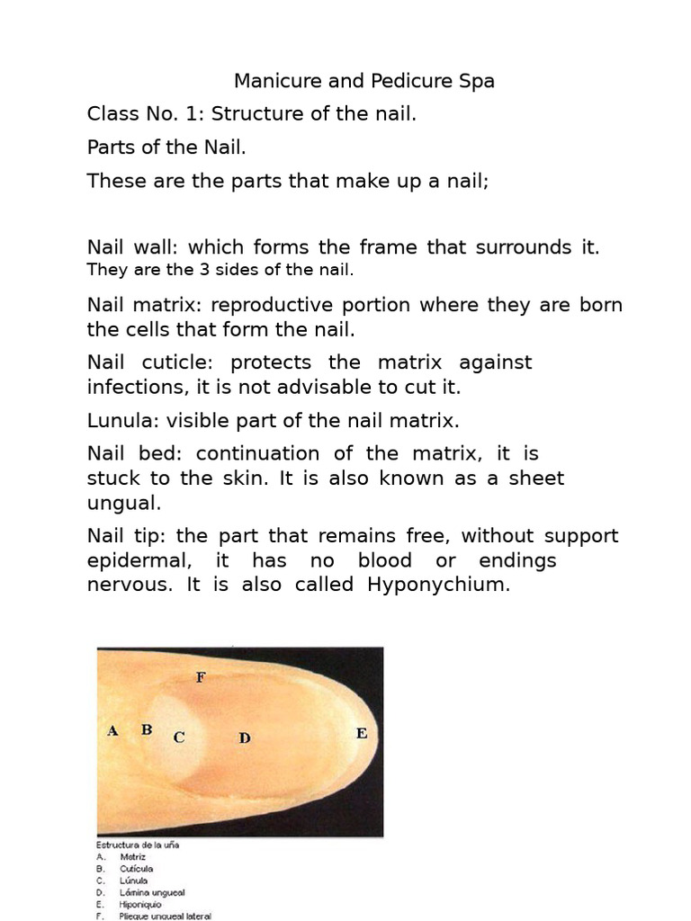 Nail Anatomy and Care Techniques | PDF | Nail (Anatomy) | Hand