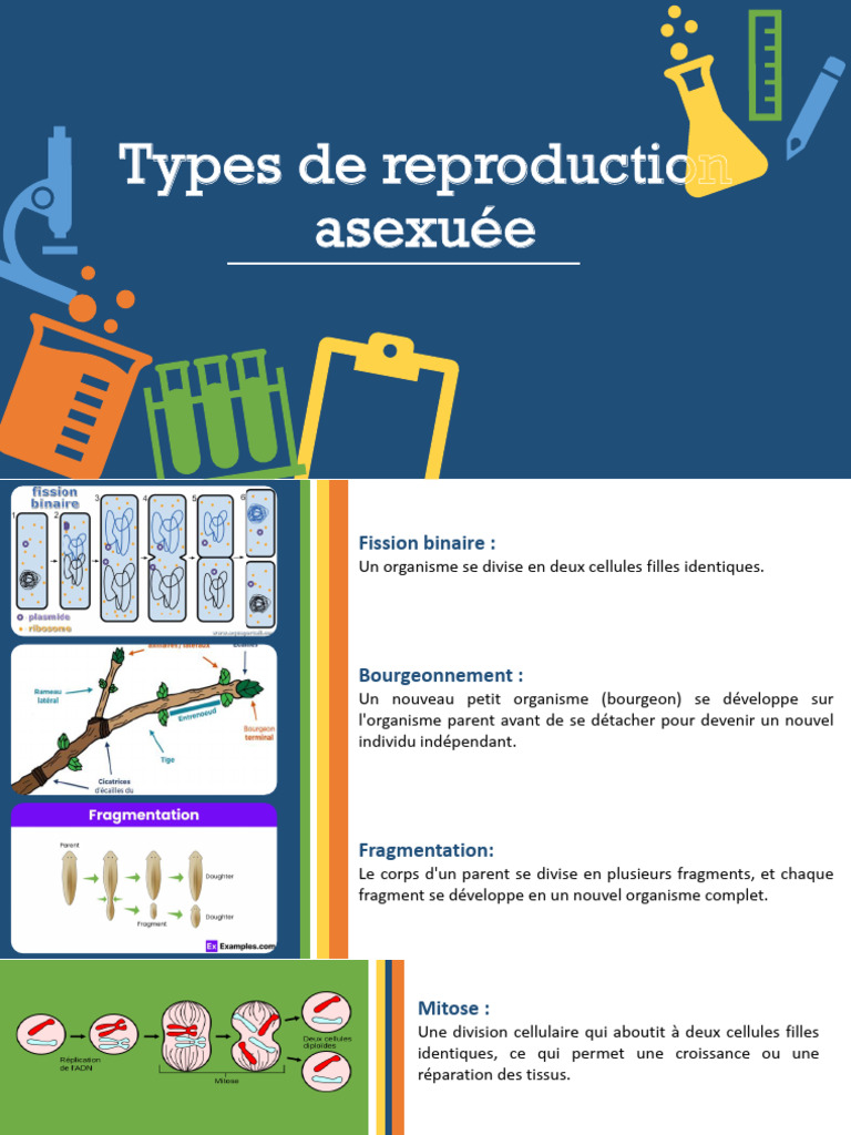 Modes de reproduction asexuée expliqués | PDF | Biologie | la reproduction