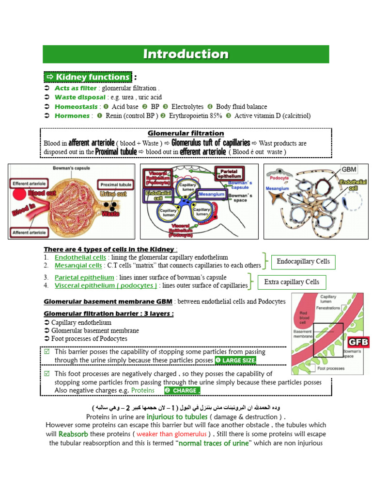 Kidney Functions and Glomerulonephritis Overview | PDF | Chronic Kidney ...