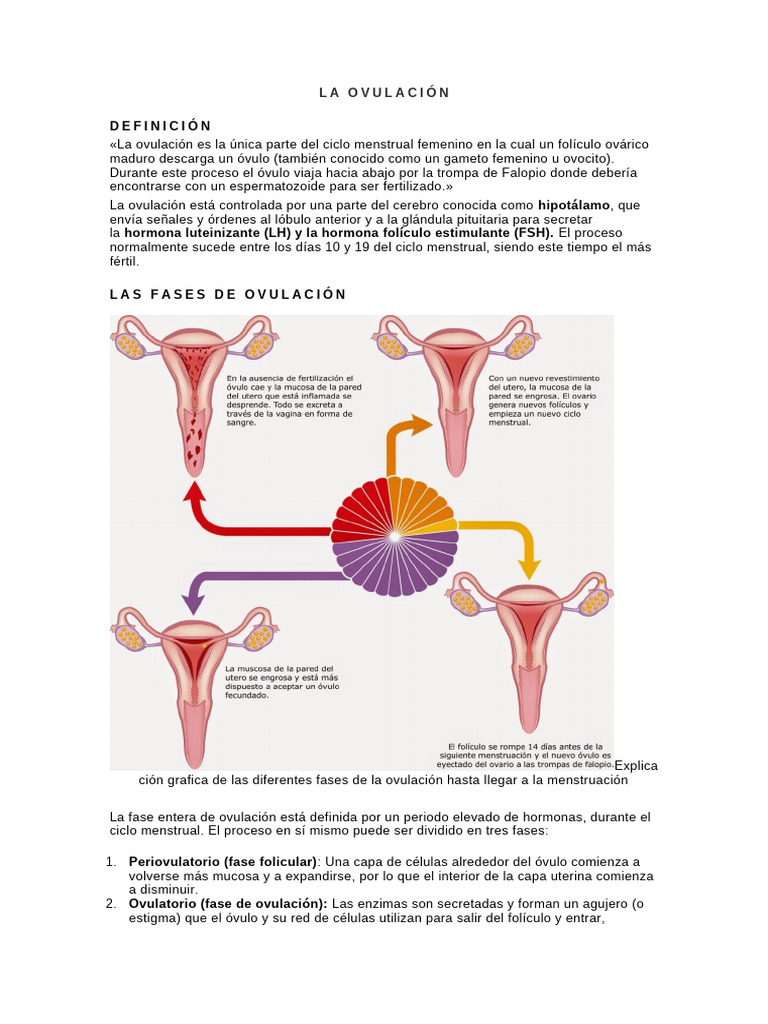 Fases Y Detecci n De La Ovulaci n PDF Ciclo Menstrual Hormona 