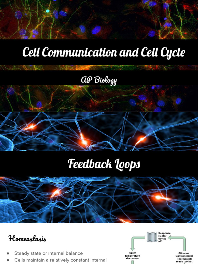 Cell Communication and Feedback Mechanisms | PDF | Mitosis | Cell Signaling