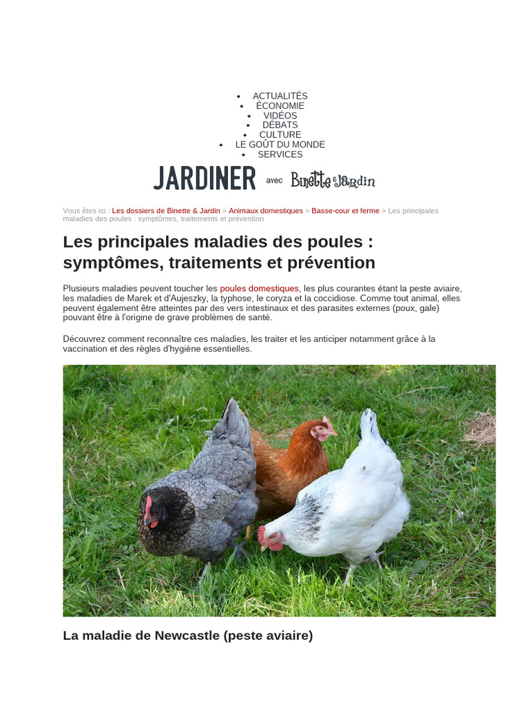 Sitemapcdatahttpsaudekniqoocomsymptome Poule Stresseenull