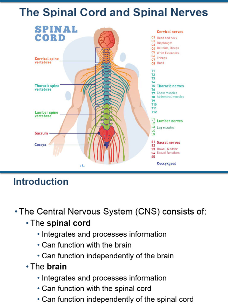 Anatomy of the Spinal Cord and Nerves | PDF | Spinal Cord | Motor Neuron