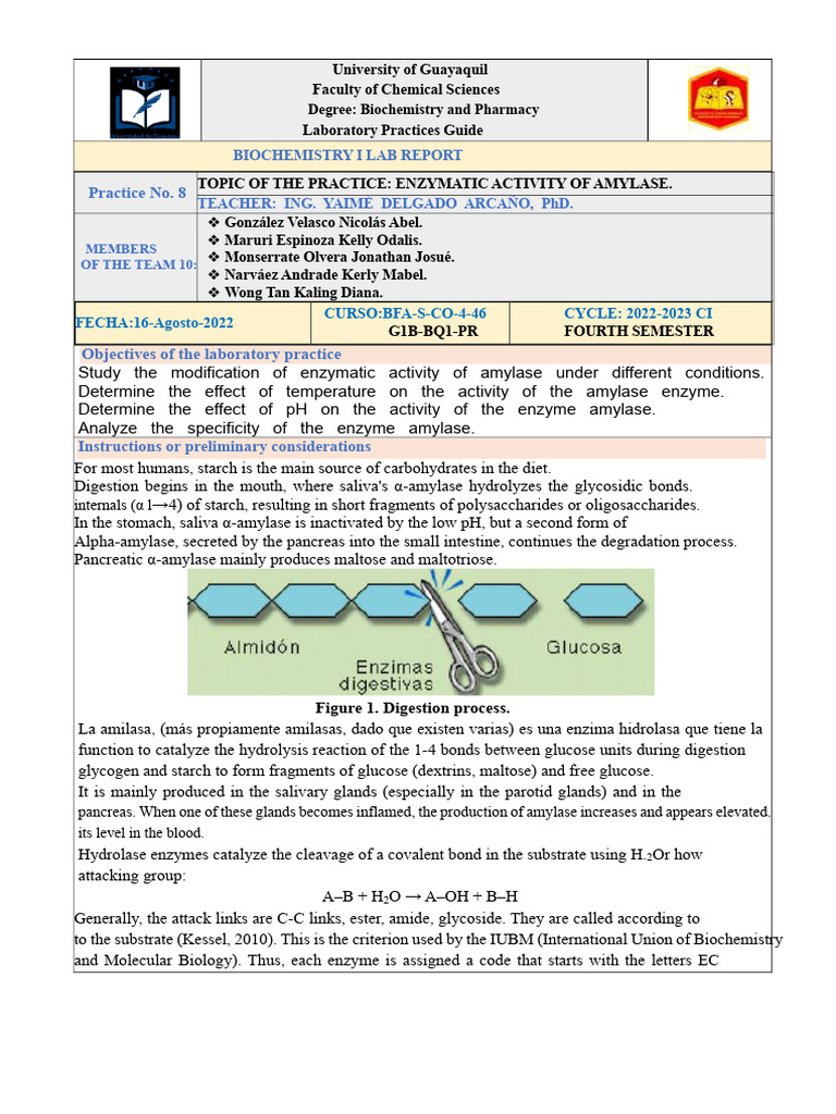 Amylase Enzymatic Activity Lab Guide | PDF | Hydrolysis | Enzyme