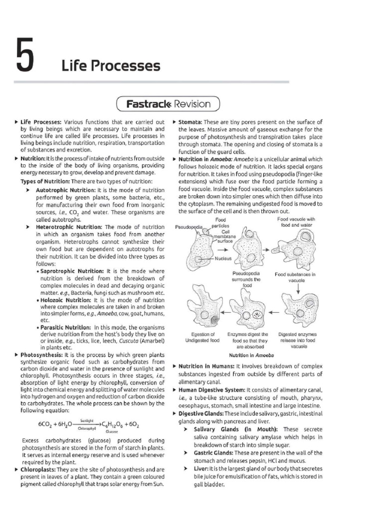 Life Processes | PDF