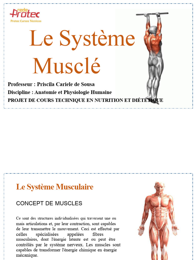 Comprendre le Système Musculaire Humain | PDF | Muscle | Muscle ...