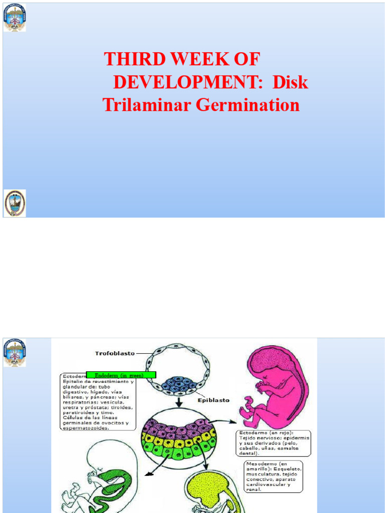 UPLA 2017-1 Embryology. Class 3rd Week Development TRILAMINAR DISK ...