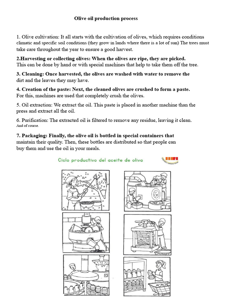 Olive Oil Production Process Explained | PDF