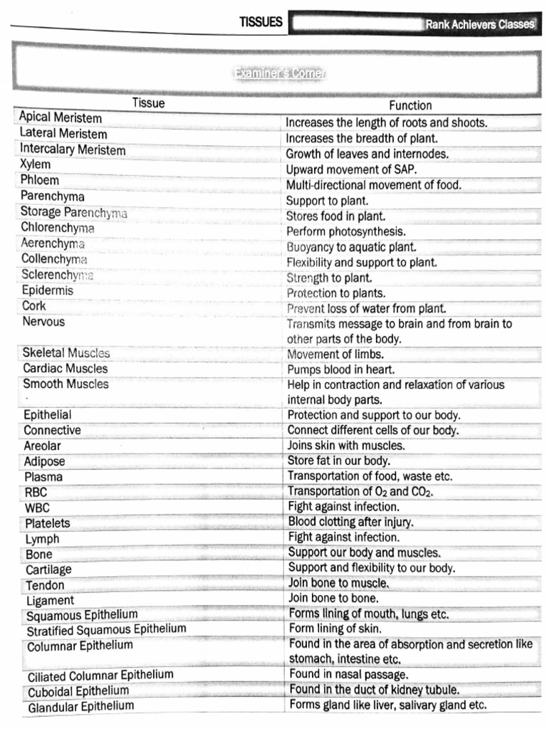 TISSUE (Notes) 01-Aug-2025 17-13-31 | PDF