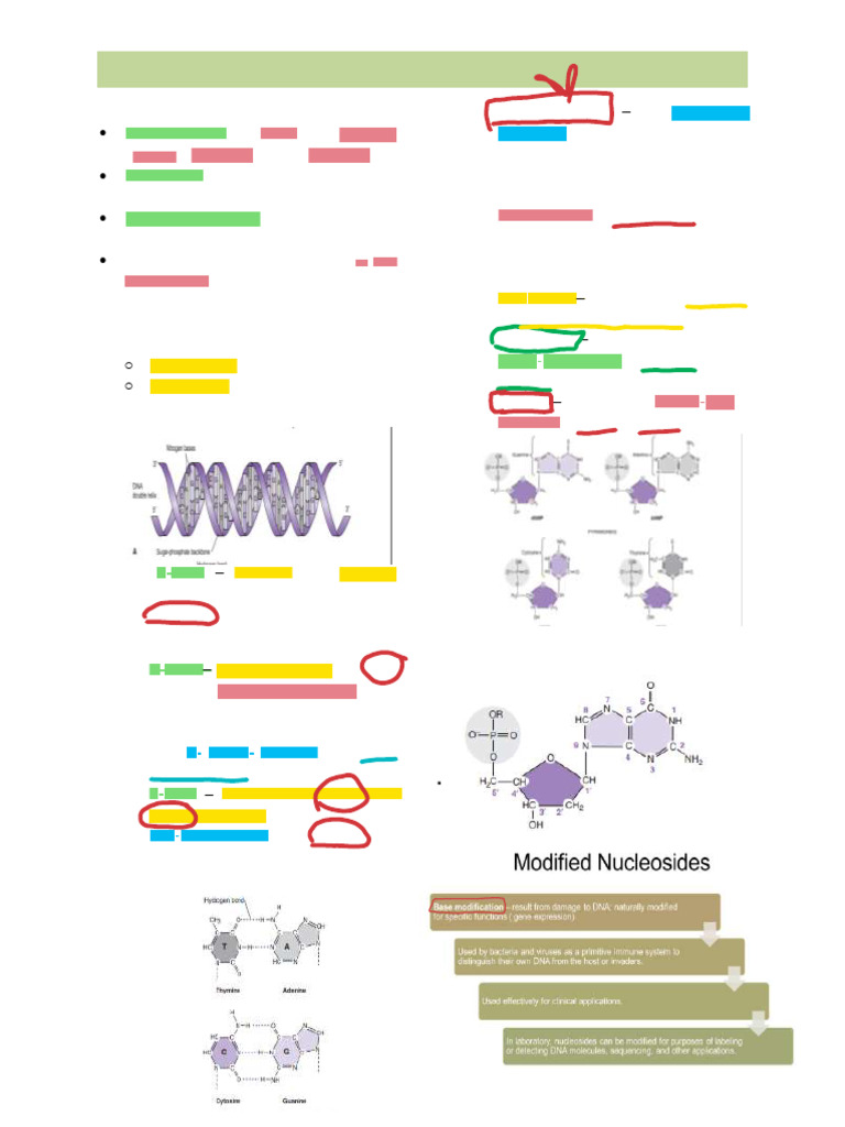 DNA Structure and Replication Overview | PDF | Dna | Nucleotides