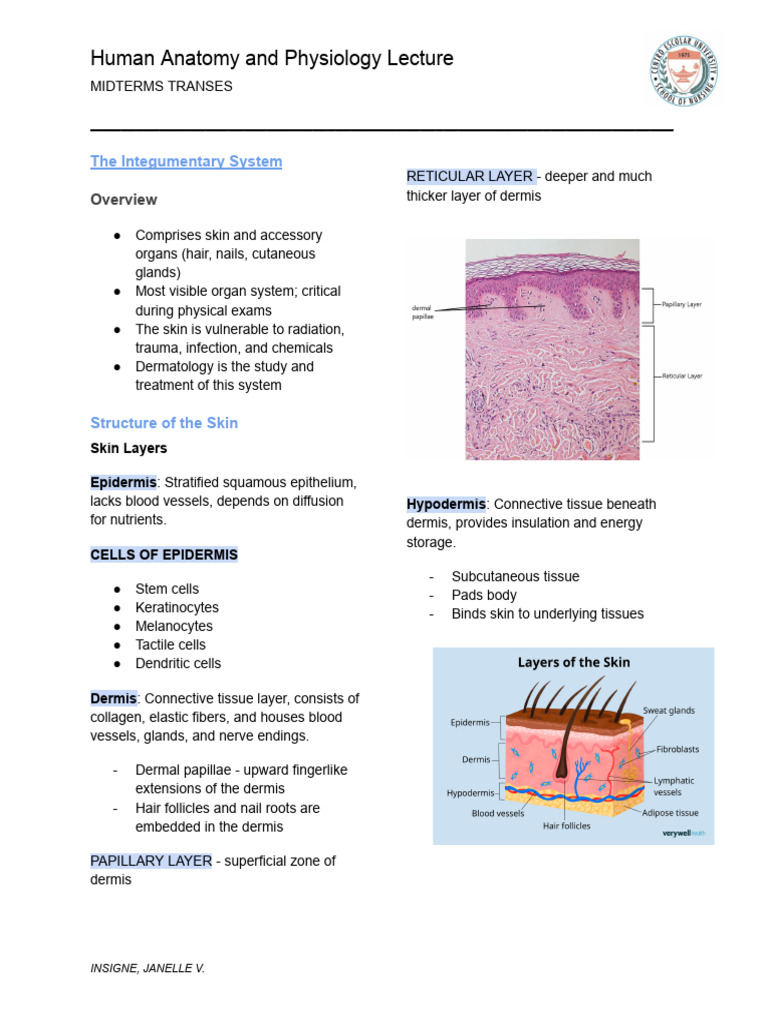 Anaphy Lec MT Transes | PDF | Bone | Skin