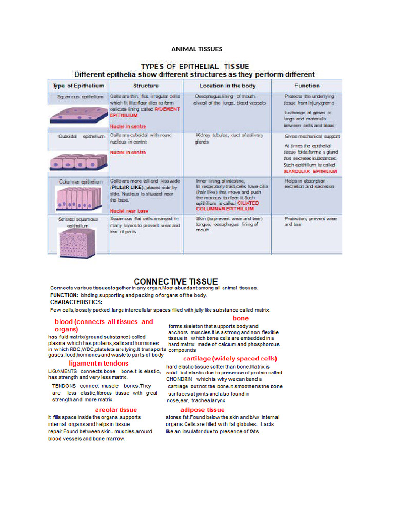 Animal Tissu | PDF