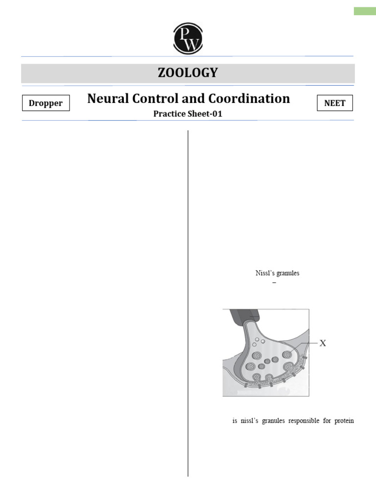 Neural Control and Coordination Quiz | PDF | Nervous System | Neuron