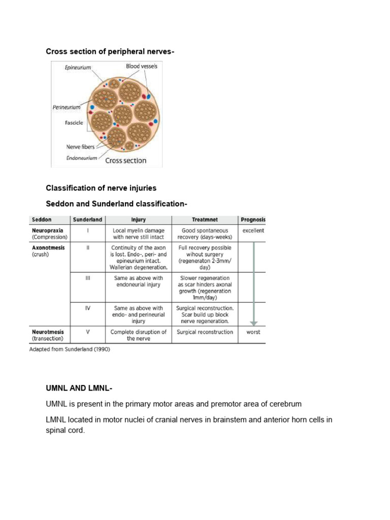 Nerve Injury Classifications Explained | PDF