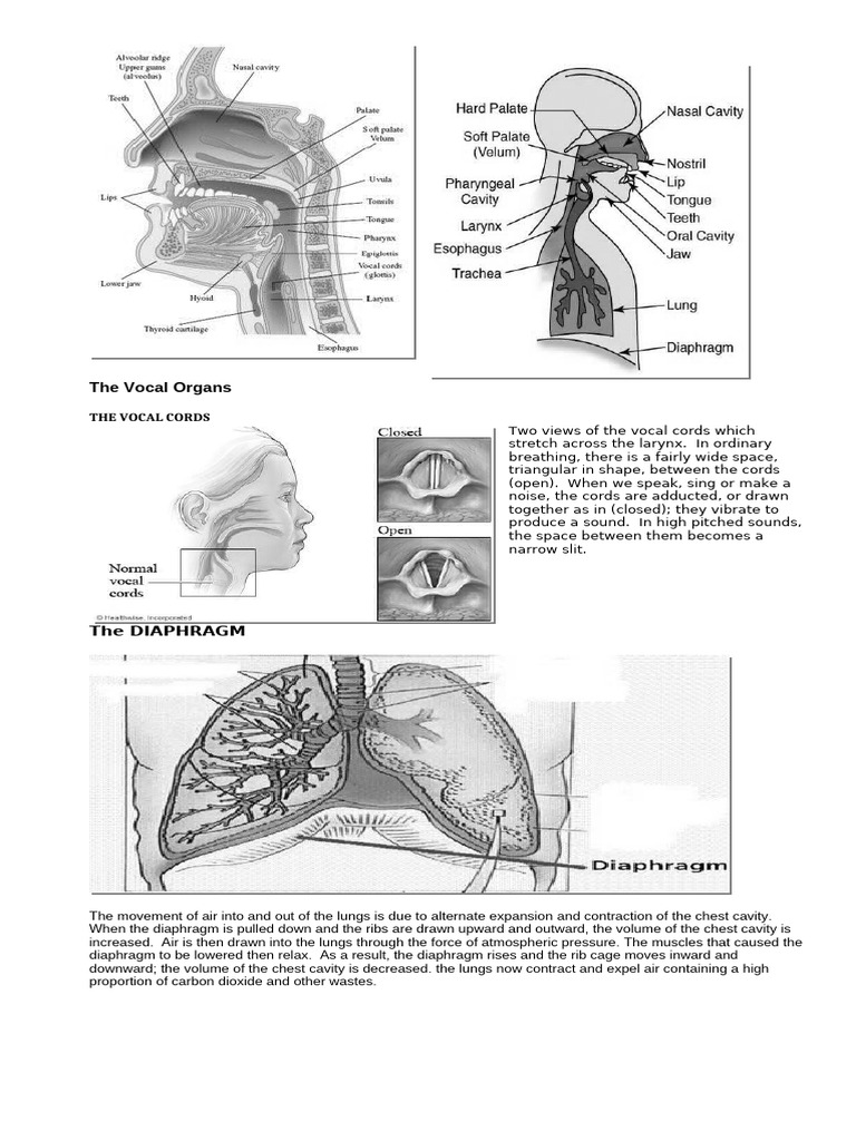 Anatomy of Vocal Cords and Diaphragm | PDF