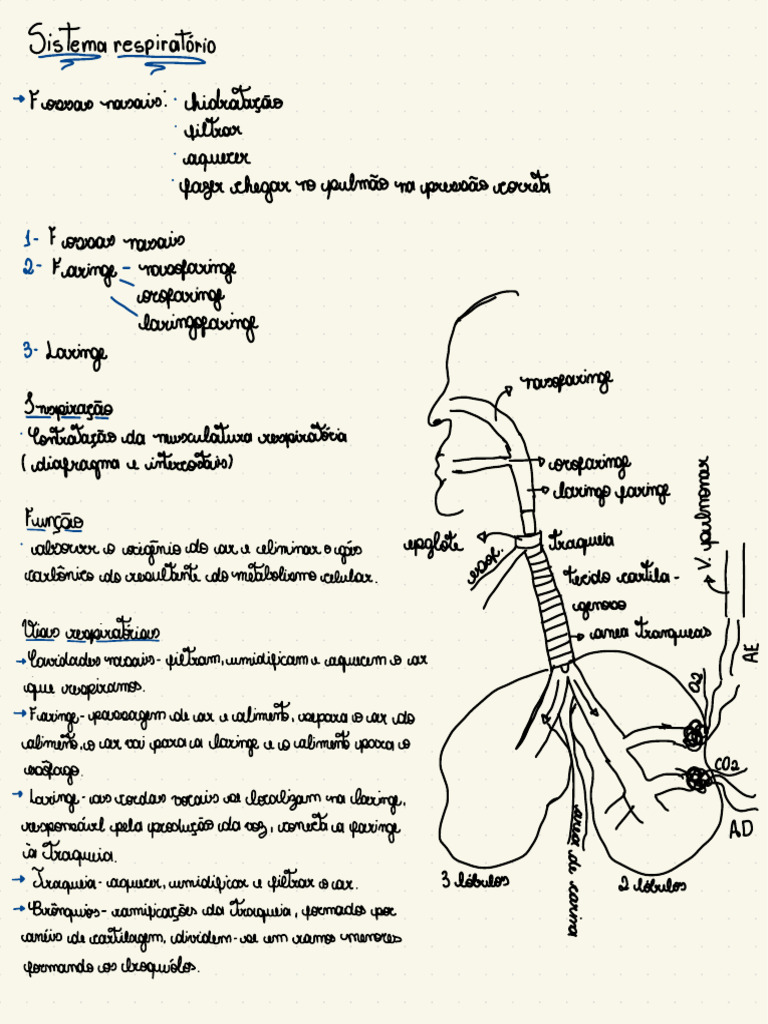 Anatomia Geral | PDF | Anatomia dos primatas | Fisiologia