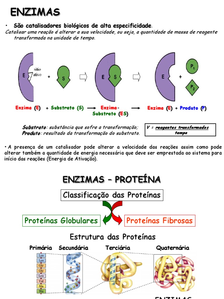 Estrutura e Função das Enzimas | PDF | Enzima | Proteínas, image size:768x1024