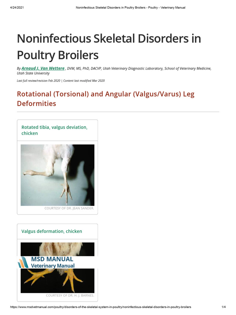 Noninfectious Skeletal Disorders in Poultry Broilers - Poultry ...