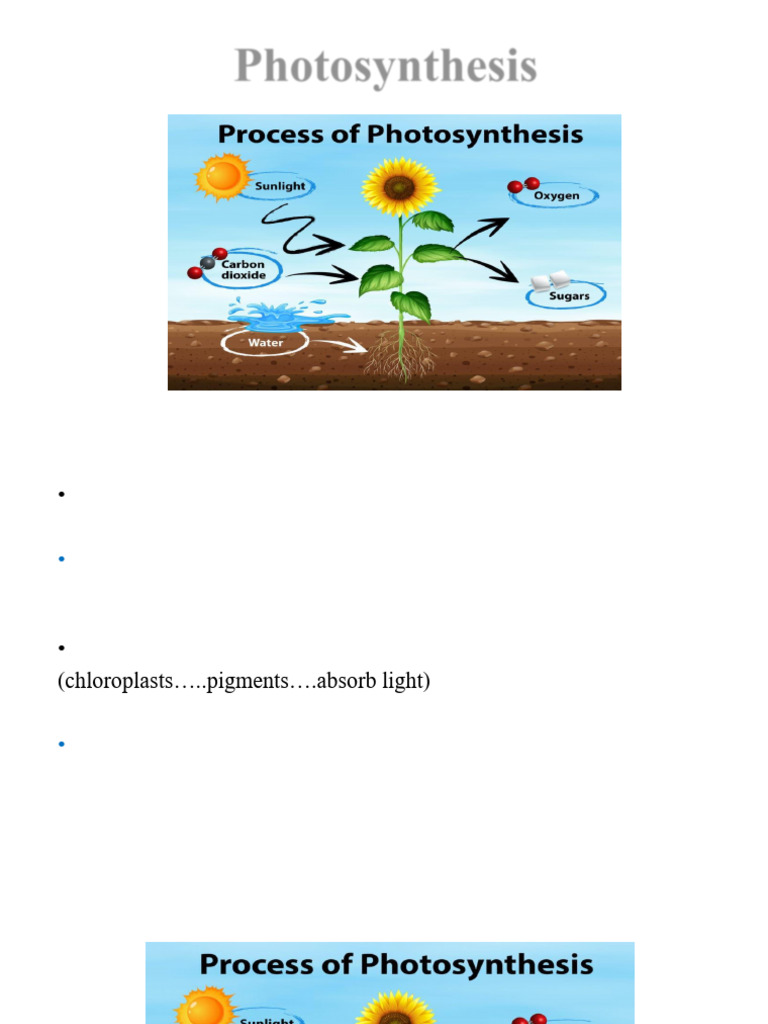 Powerpoint Photosynthesis | PDF