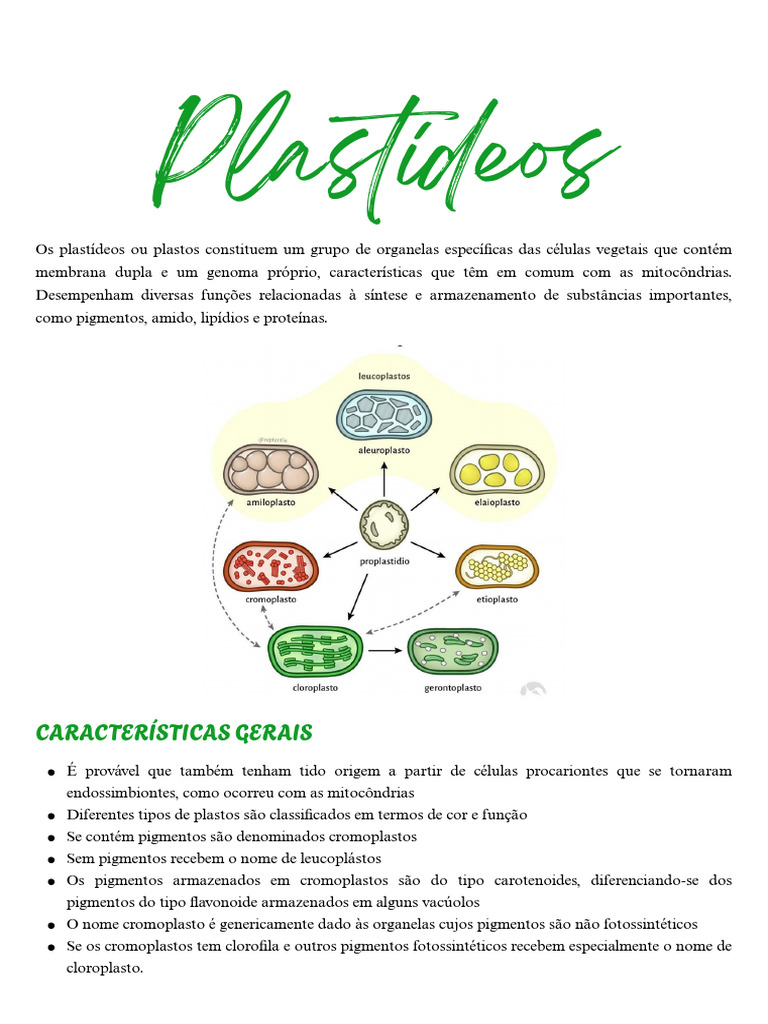 Plastídeos: Funções e Estrutura dos Cloroplastos | PDF | Fotossíntese ...