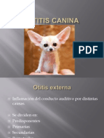 Otitis Canina