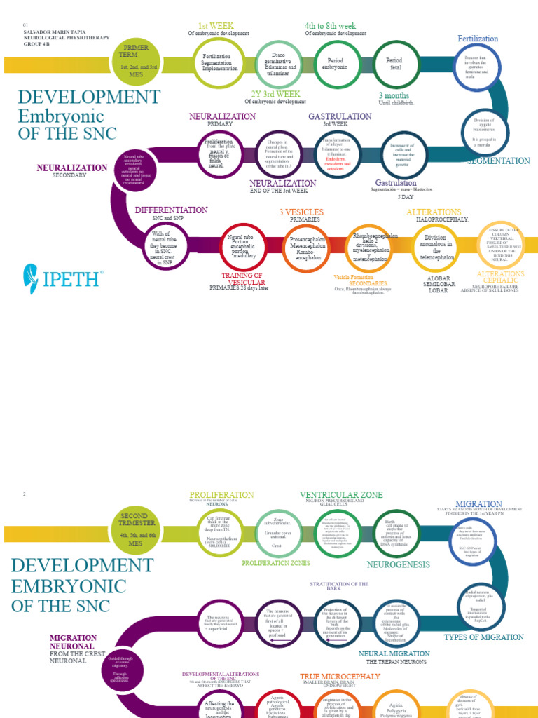 Timeline of Embryonic Development | PDF | Embryo | Neuron