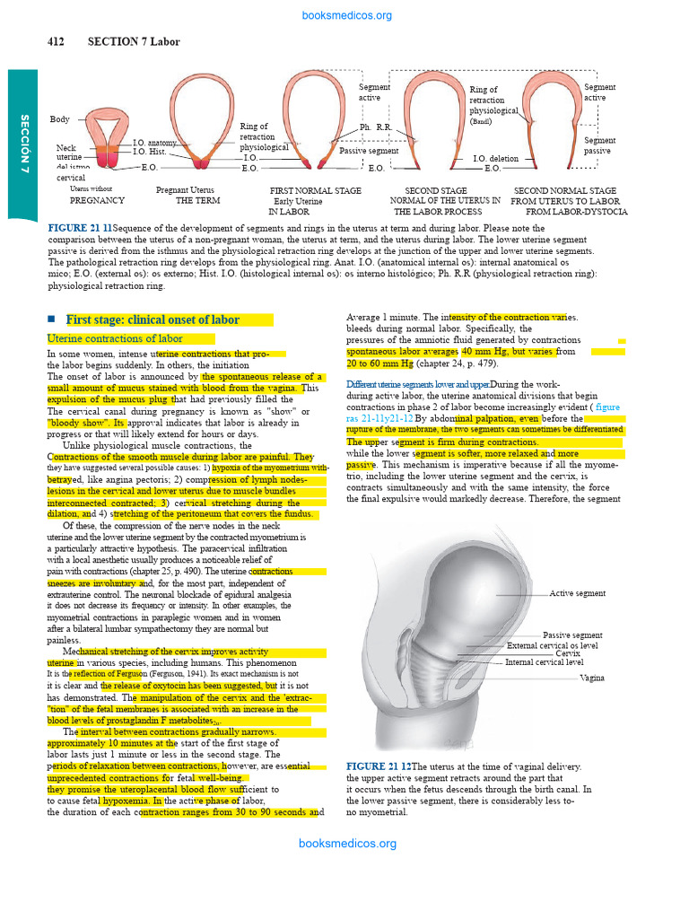 Uterine Dynamics During Labor Stages | PDF | Childbirth | Uterus