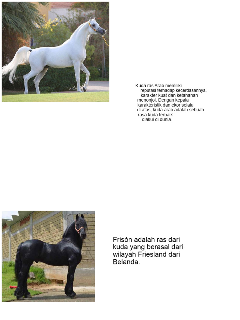 20 Ras Kuda Terkenal di Dunia | PDF