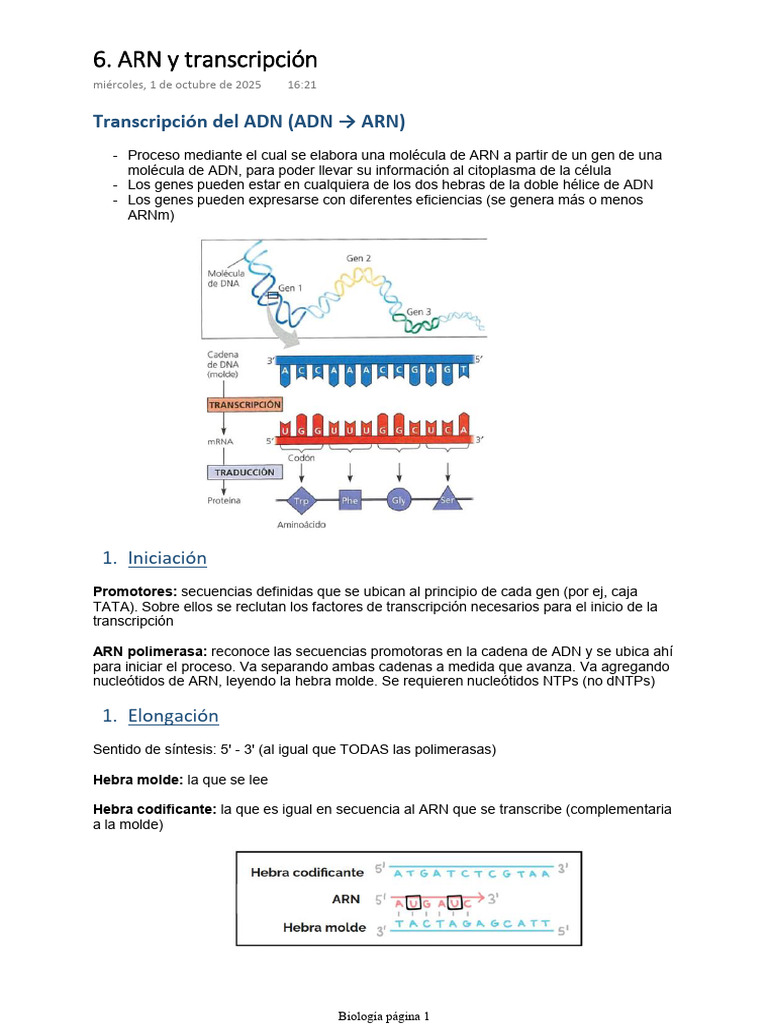 Transcripción Del ADN (ADN ARN) | PDF