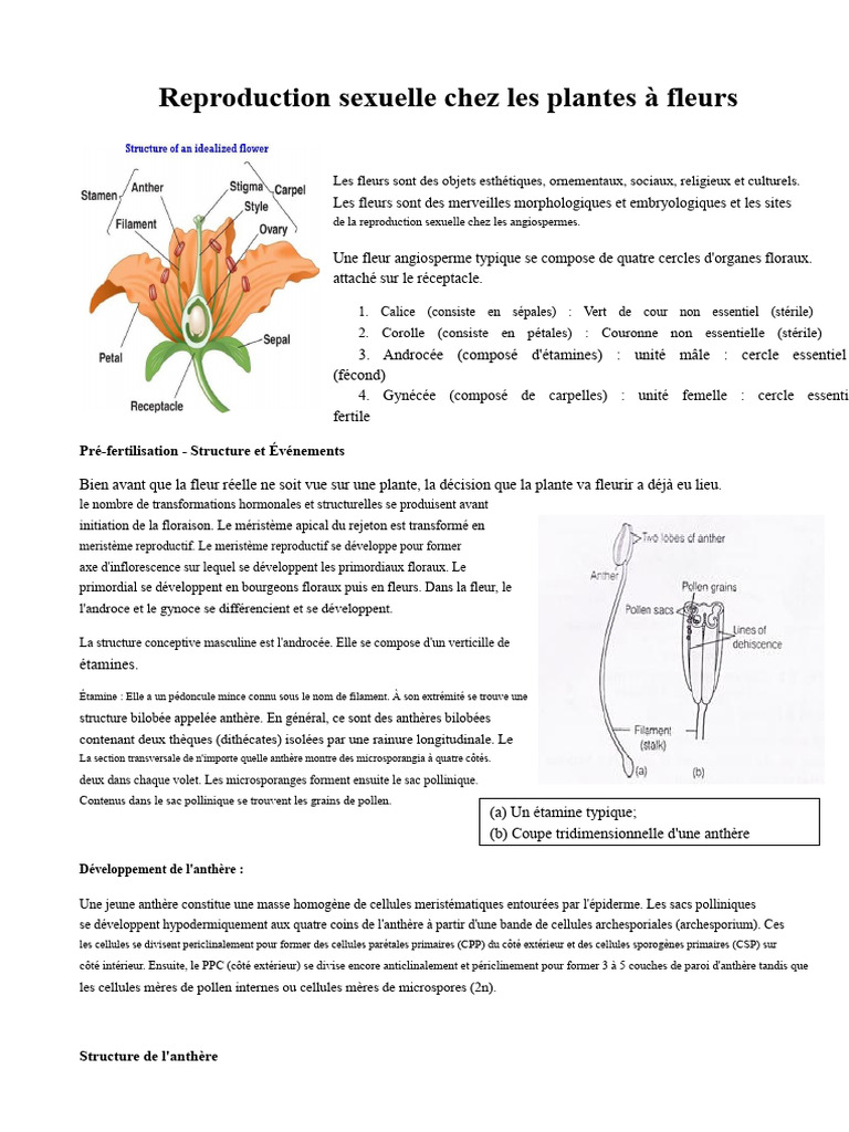 Reproduction sexuelle des plantes à fleurs | PDF | Pollinisation | Fleurs