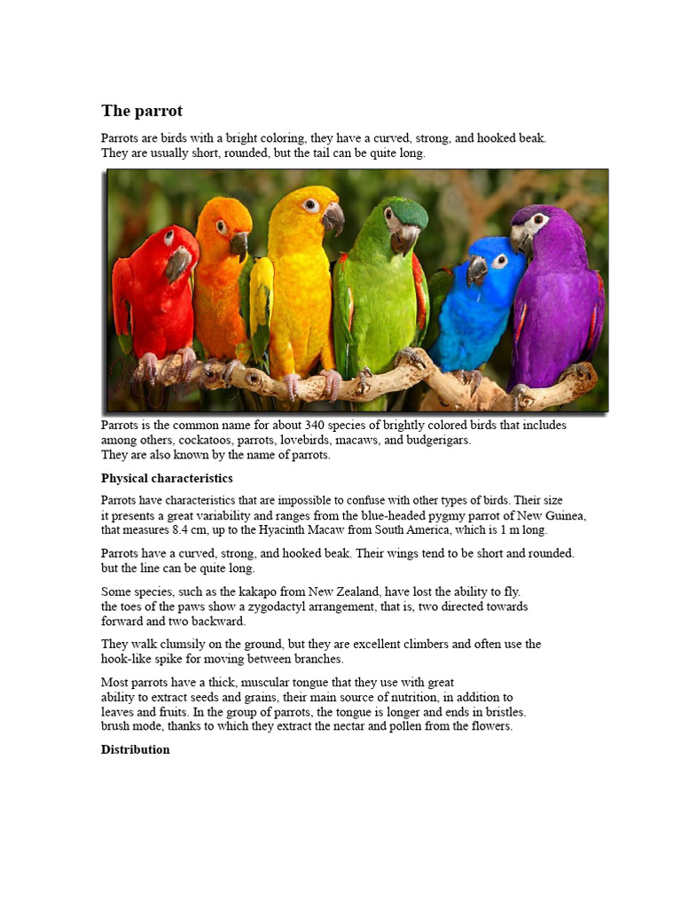 The Parrot | PDF | Parrot | Psittaciformes