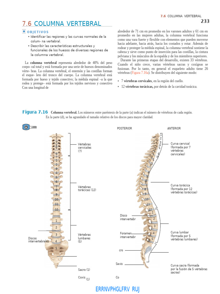 Estructura y Función de la Columna Vertebral | PDF | Vértebra | Sistema ...