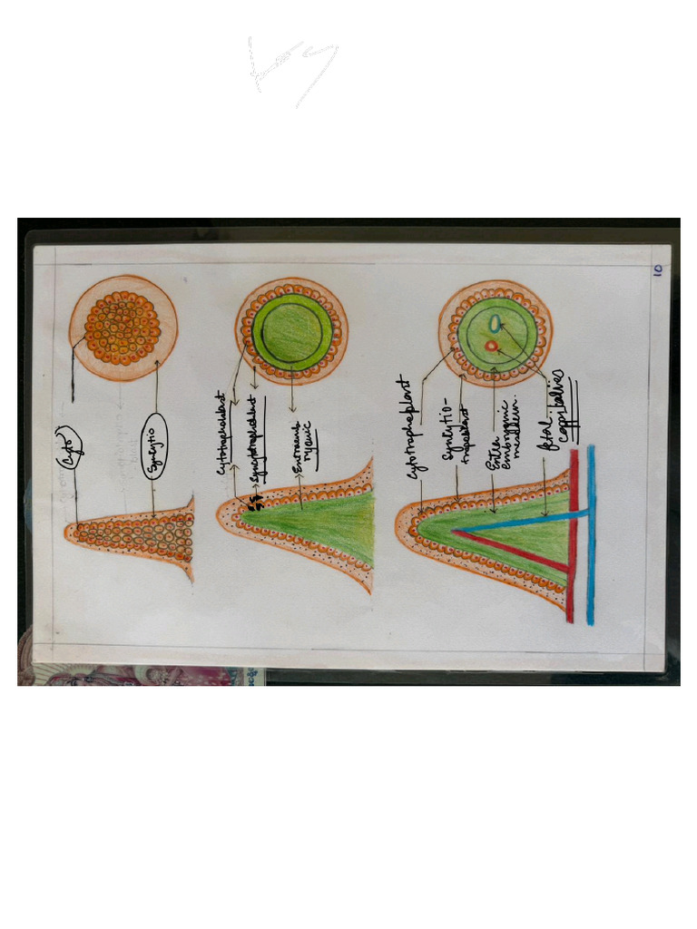 Embryo Chart Marking 250921 184404 | PDF