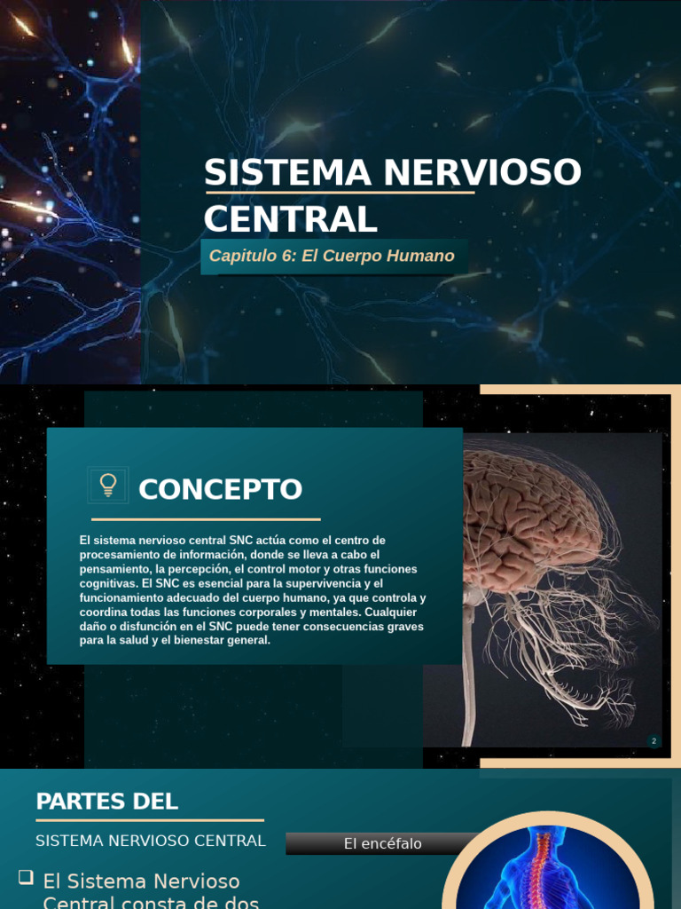 Sist Nerv Centr | PDF | Sistema nervioso central | Cerebro