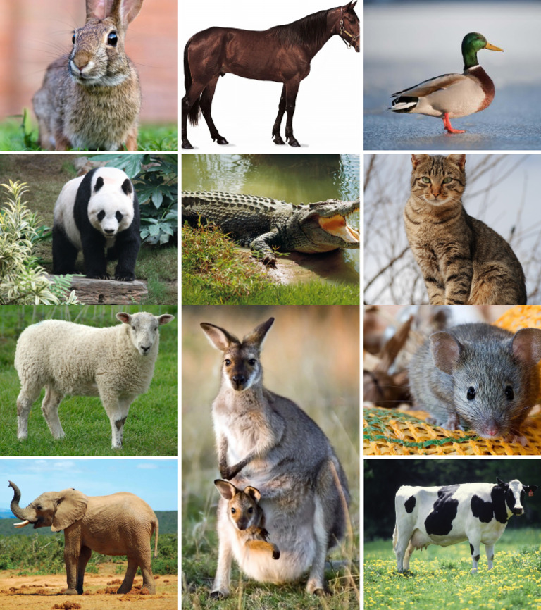 Animals | PDF