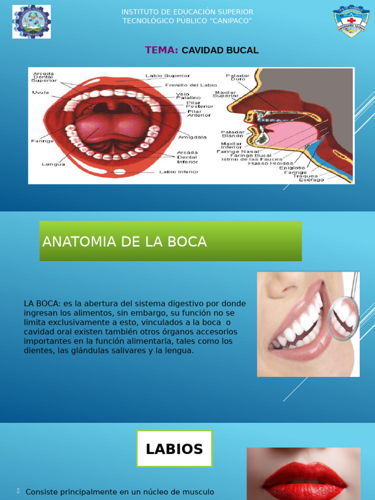 Tema3anatomiadelacavidadoral 221116145026 72da2029 | PDF | Boca ...
