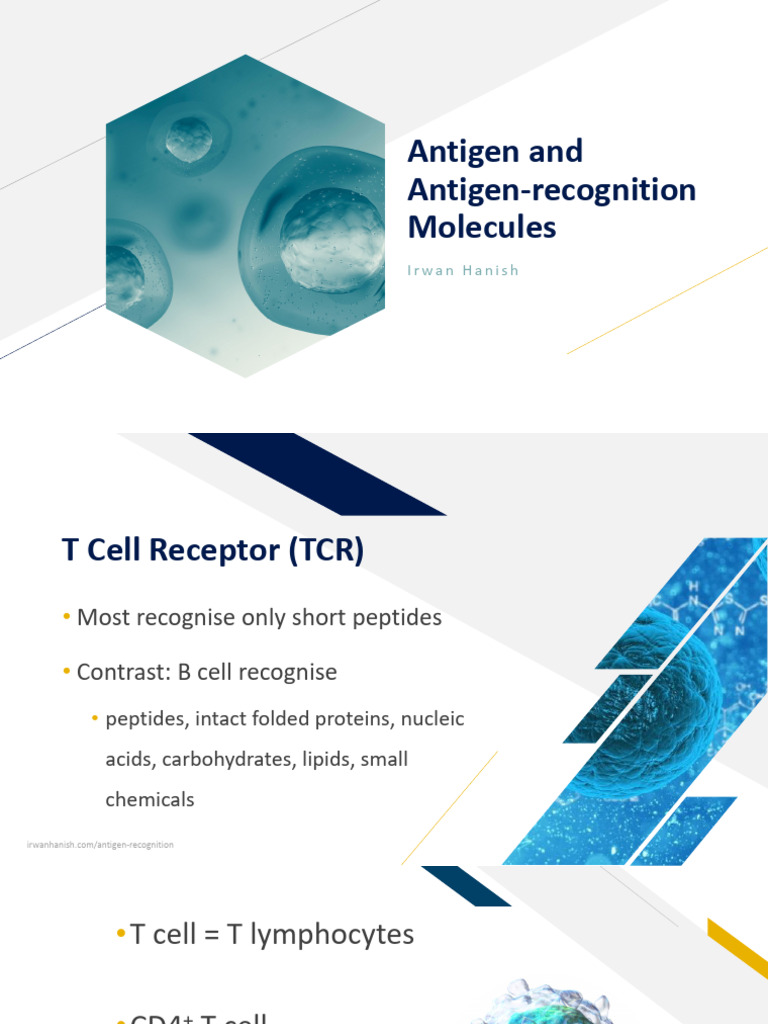Antigen and Antigen-Recognition Molecules Part 2 | PDF | T Cell | T ...