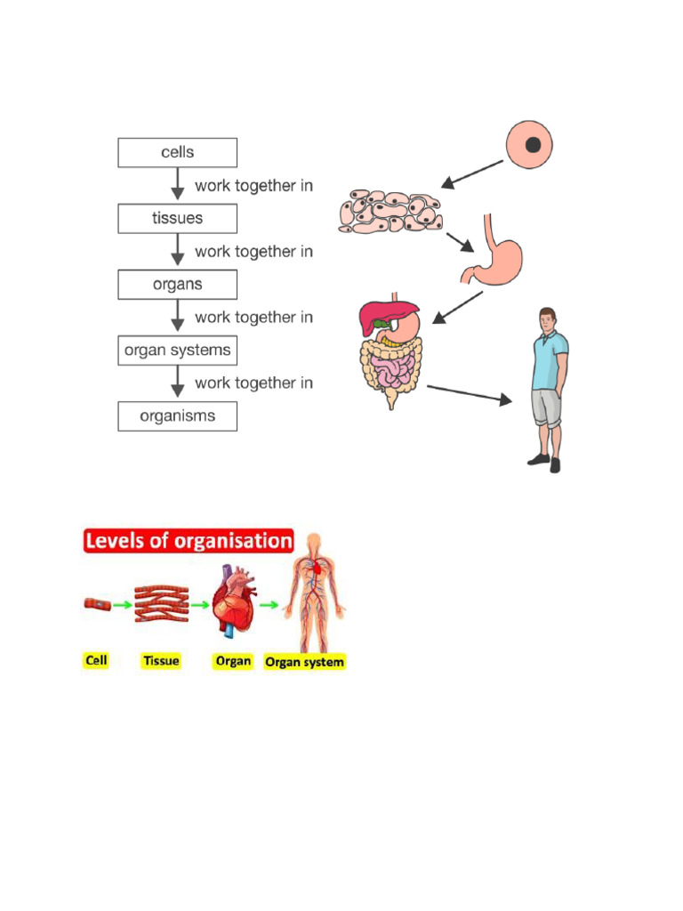 Cells Tissues Organs Systems | PDF