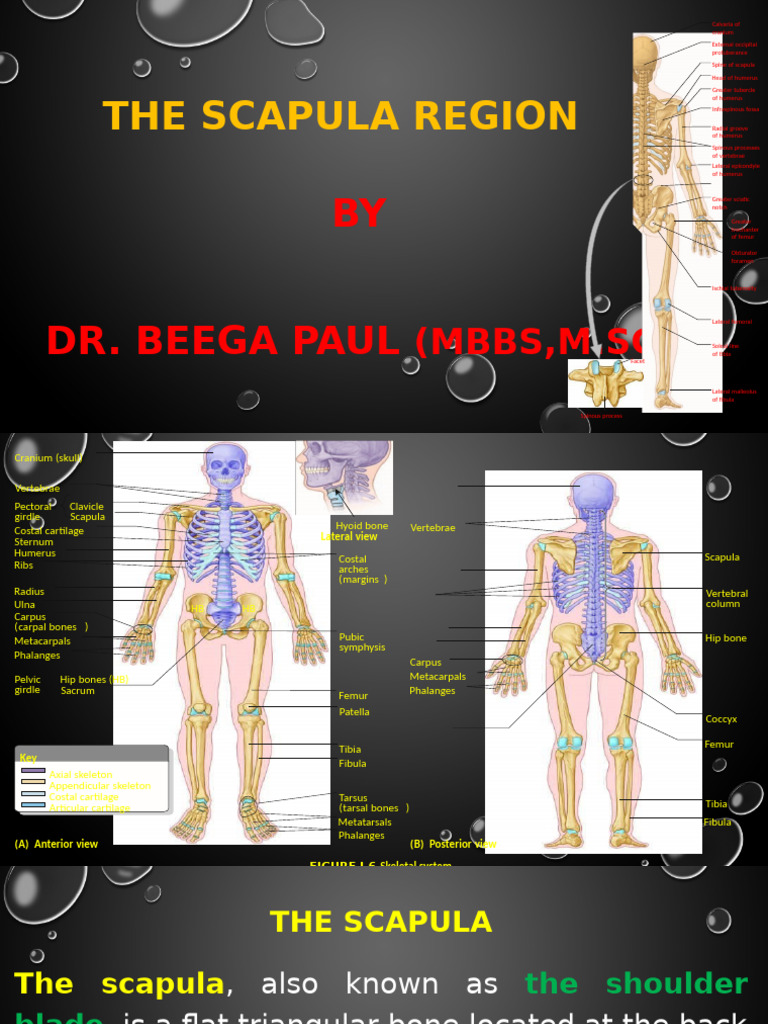 The Scapula | PDF | Musculoskeletal System | Limbs (Anatomy)