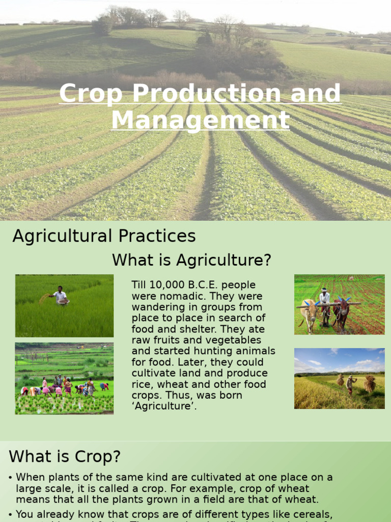 Crop Production and Management Guide | PDF | Cereals | Plough