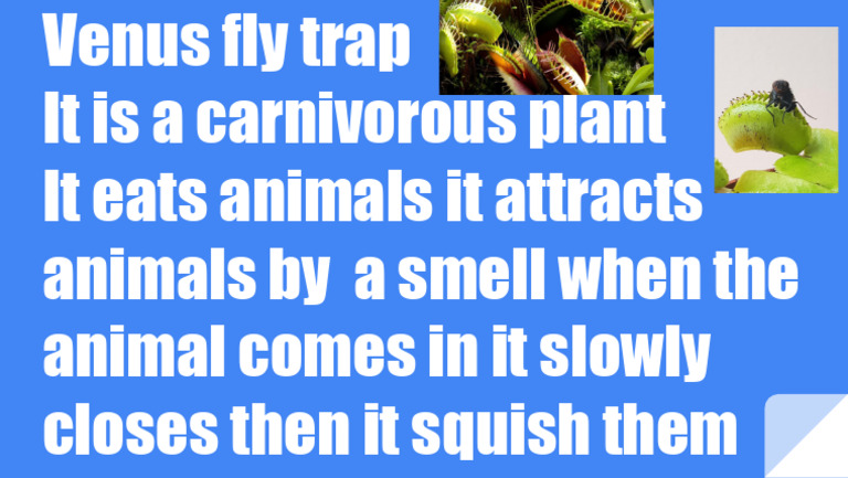 Venus Flytrap | PDF