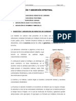 Digestión y absorción intestinal: procesos clave