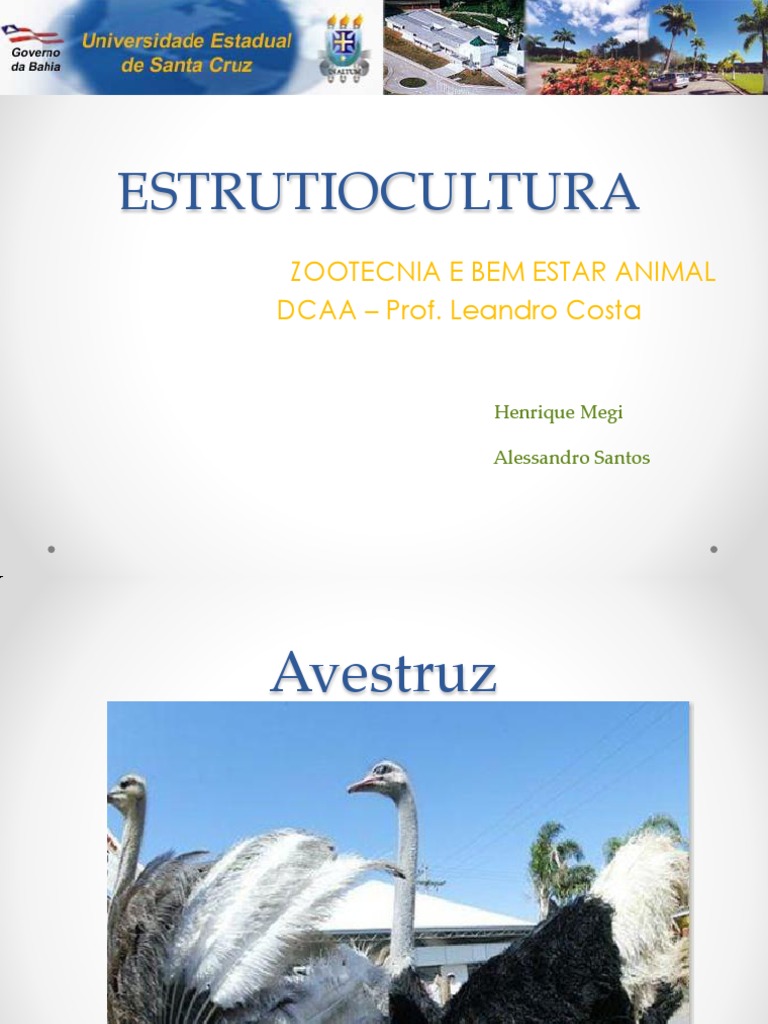 Avestruz: Criação e Características | PDF | Animais e seres humanos | Aves