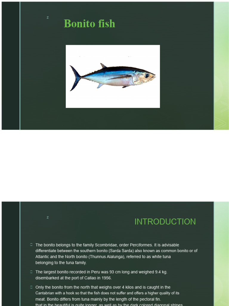 Bonito Fish | PDF | Tuna | Foods