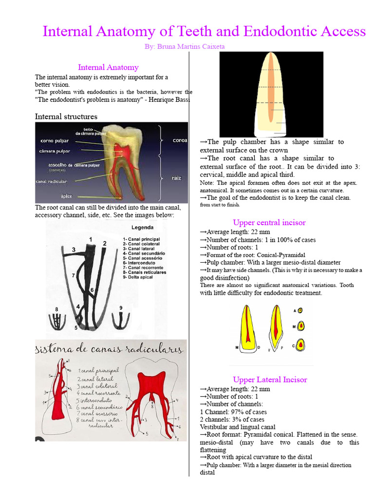 Anatomy of Teeth for Endodontics | PDF | Dental Anatomy | Dentistry ...